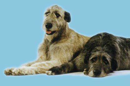 Abram a Abby Siderit